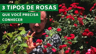 3 TIPOS DE ROSAS QUE VOCÊ PRECISA CONHECER  MURILO SOARES  SPAGNHOL PLANTAS [upl. by Ennovehc766]