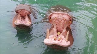 Dallas Zoo Hippos Open Mouths 150 Degrees [upl. by Brewer948]