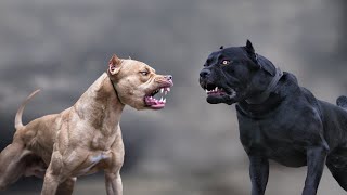 Cane Corso VS Pitbull  Highlights 101 [upl. by Ecnatsnoc]