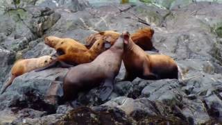 Nat Geo Expeditions  Alaska British Columbia and Haida Gwaii [upl. by Egedan450]