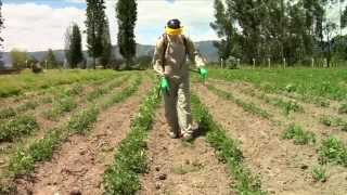 Pesticidewise spot spraying herbicides [upl. by Aoket]