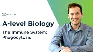 The Immune System Phagocytosis  Alevel Biology  OCR AQA Edexcel [upl. by Barling]