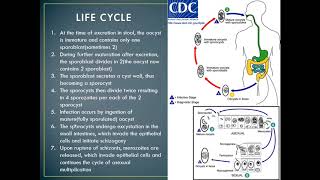 Cystoisosporiasis Isospriasis [upl. by Peppi]