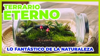 TERRARIO ETERNO  ECOSISTEMA AUTO SUSTENTABLE [upl. by Derina260]