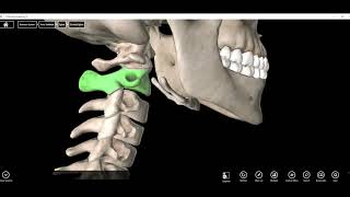 Atlas C1 and Axis C2 Vertebrae [upl. by Noral]