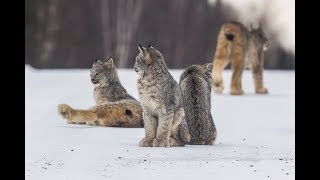 Canada Lynx Family on the Hunt  Superior National Forest [upl. by Ahsikyt]