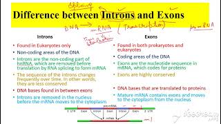 Introns vs Exons [upl. by Birck]