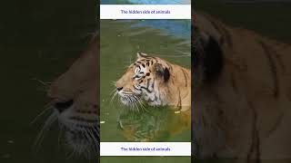 5 Amazing Facts About Tigers [upl. by Ragucci]