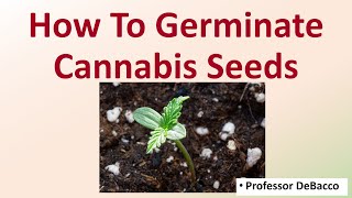 How To Germinate Cannabis Seeds [upl. by Yaluz]