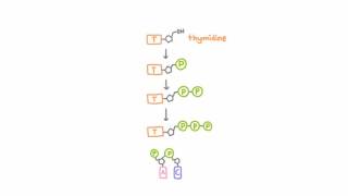 AntiHerpetic Drugs  How They Work [upl. by Attenauq]