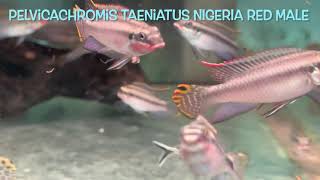 Pelvicachromis taeniatus NIGERIA RED [upl. by Lienahs]