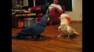 Cockatoo vs Hyacinth Macaw [upl. by Nea]