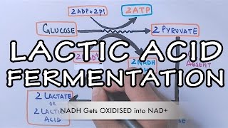 Lactic Acid Fermentation  Detailed [upl. by Hamlani]