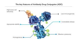 The basic knowledge of ADC  Creative Biolabs [upl. by Lamrert]