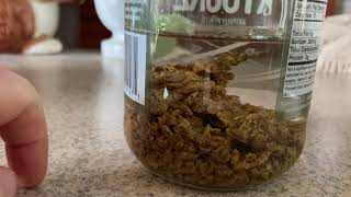 Making a propolis tincture for the first time  Part 1 [upl. by Cohn]