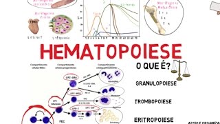 Hematopoiese [upl. by Revell]