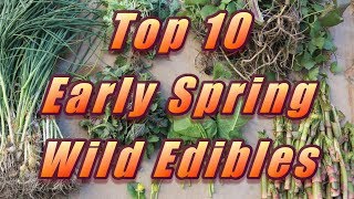 🌿 My Top 10 Early Spring Wild Edibles [upl. by Iruam]