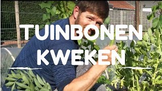 Tuinbonen kweken van zaaien tot oogsten [upl. by Garfinkel]