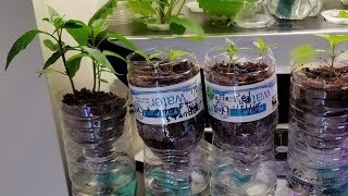 Easy cheap DIY seed starting system made from water bottles [upl. by Adohr]