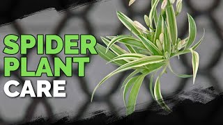 Spider Plant Care How To Grow Chlorophytum Comosum [upl. by Kuska681]