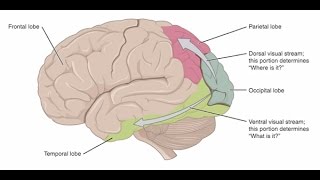 Cerebral Visual Impairment A BrainBased Visual Condition [upl. by Nnaasil]