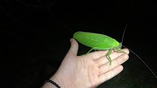 Giant Katydid from Borneo Pseudophyllus sp [upl. by Helenka332]