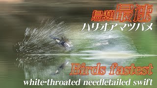 【鳥類最速！】Birds fastest！ハリオアマツバメの水飲みと水浴び Whitethroated needletail “Drinking and bathing“ June 2021 [upl. by Zena]