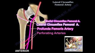 Lateral Circumflex Femoral Artery  Everything You Need To Know  Dr Nabil Ebraheim [upl. by Floeter]