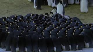 BBC’s Planet Earth Ice Worlds  Male Emperor Penguins Huddling [upl. by Koorb603]