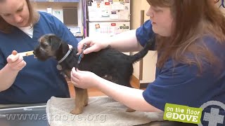 How to Administer Vaccines to Canine Patients [upl. by Bryce809]