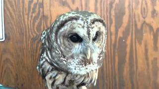 Barred Owl Hooting [upl. by Vivle]