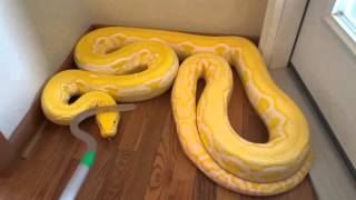 Reticulated Python handling in defense mode zulu [upl. by Leiruh394]