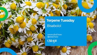 Terpenes 101 Bisabolol [upl. by Auria219]