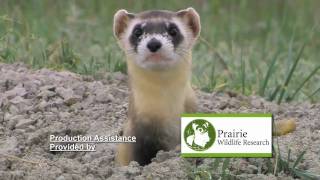 Blackfooted Ferret vs Prairie Dog [upl. by Collayer10]