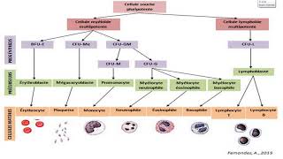 Hématopoièse [upl. by Esilahc]