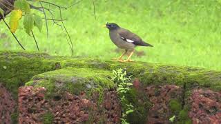 Jungle Myna  Acridotheres Fuscus [upl. by Naida]