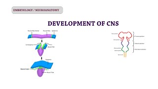 Embryology of CNS  Neuroanatomy [upl. by Charo]