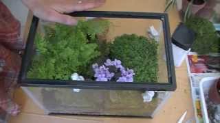 Como hacer un terrario how to make a terrarium  EcoDaisy [upl. by Renaud92]