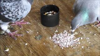 Starting To Raise Pigeons  Basic Starter Care Advice [upl. by Poppas]