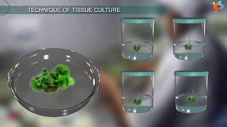 Tissue Culture [upl. by Preston]