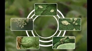 See how Potato Late Blight develops [upl. by Entroc]