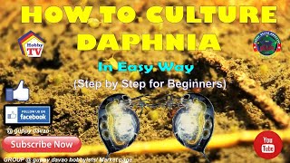 HOW TO CULTURE DAPHNIA In Easy Way [upl. by Weide]