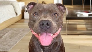 Funny American Staffordshire Terrier Videos [upl. by Hootman331]