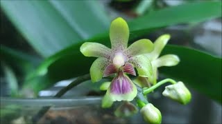 Phalaenopsis deliciosa [upl. by Iman329]