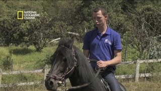 Nat Geo  Domador de Caballos  Paso Fino [upl. by Agnola]