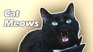 Cat Meows [upl. by Adiraf]