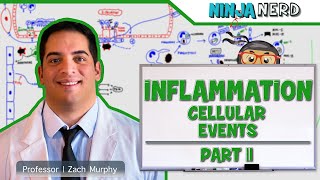 Immunology  Inflammation Cellular Events Part 2 [upl. by Almita456]