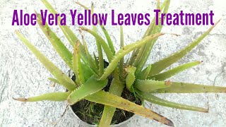 Yellowing of Aloe Vera Plant  Causes amp Solutions [upl. by Angil42]