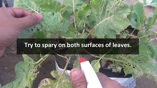 This is EXACTLY How to Use Neem Oil for Plants [upl. by Eiznyl331]