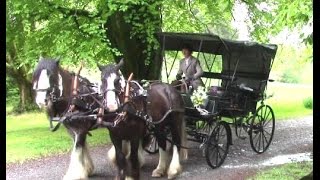 HorseDrawn Wedding Carriage Anyone [upl. by Aneerak]